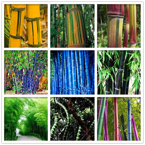 100Pc Bamboo Bonsai Rare Giant Black Moso Bamboo Bambu Professional Pack Bambusa Lako Tree Bonsai For Home Garden Purify The Air