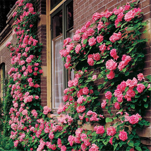 Climbing roses bonsais rose flower climbing roses monoflord the letoff blended-color four seasons -100 pcs bonsais