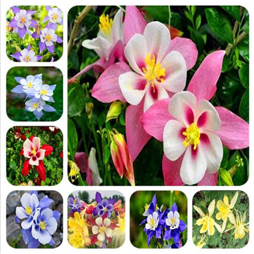 500 Pcs European Columbine Plant- Aquilegia Vulgaris Rare Bonsai Flower Planta for Home Garden Potted Planting  Free Shipping