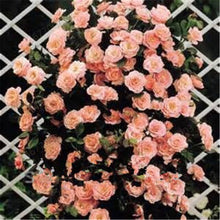 Load image into Gallery viewer, Climbing roses bonsais rose flower climbing roses monoflord the letoff blended-color four seasons -100 pcs bonsais