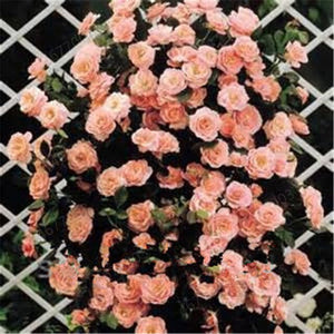 Climbing roses bonsais rose flower climbing roses monoflord the letoff blended-color four seasons -100 pcs bonsais