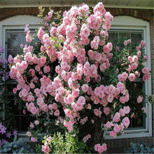 Load image into Gallery viewer, Climbing roses bonsais rose flower climbing roses monoflord the letoff blended-color four seasons -100 pcs bonsais