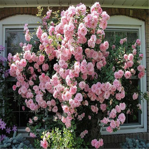 Climbing roses bonsais rose flower climbing roses monoflord the letoff blended-color four seasons -100 pcs bonsais
