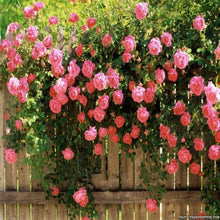 Load image into Gallery viewer, Climbing roses bonsais rose flower climbing roses monoflord the letoff blended-color four seasons -100 pcs bonsais
