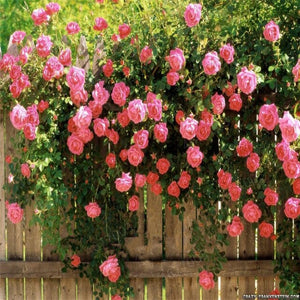 Climbing roses bonsais rose flower climbing roses monoflord the letoff blended-color four seasons -100 pcs bonsais