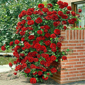 Climbing roses bonsais rose flower climbing roses monoflord the letoff blended-color four seasons -100 pcs bonsais