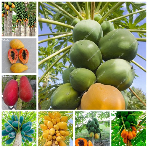 100% True Japanese Organic Papaya Tree Carica Papaya Bonsai For Garden Vegetable Fruit Plants 20pcs / bag Outdoor Tropic Fruits